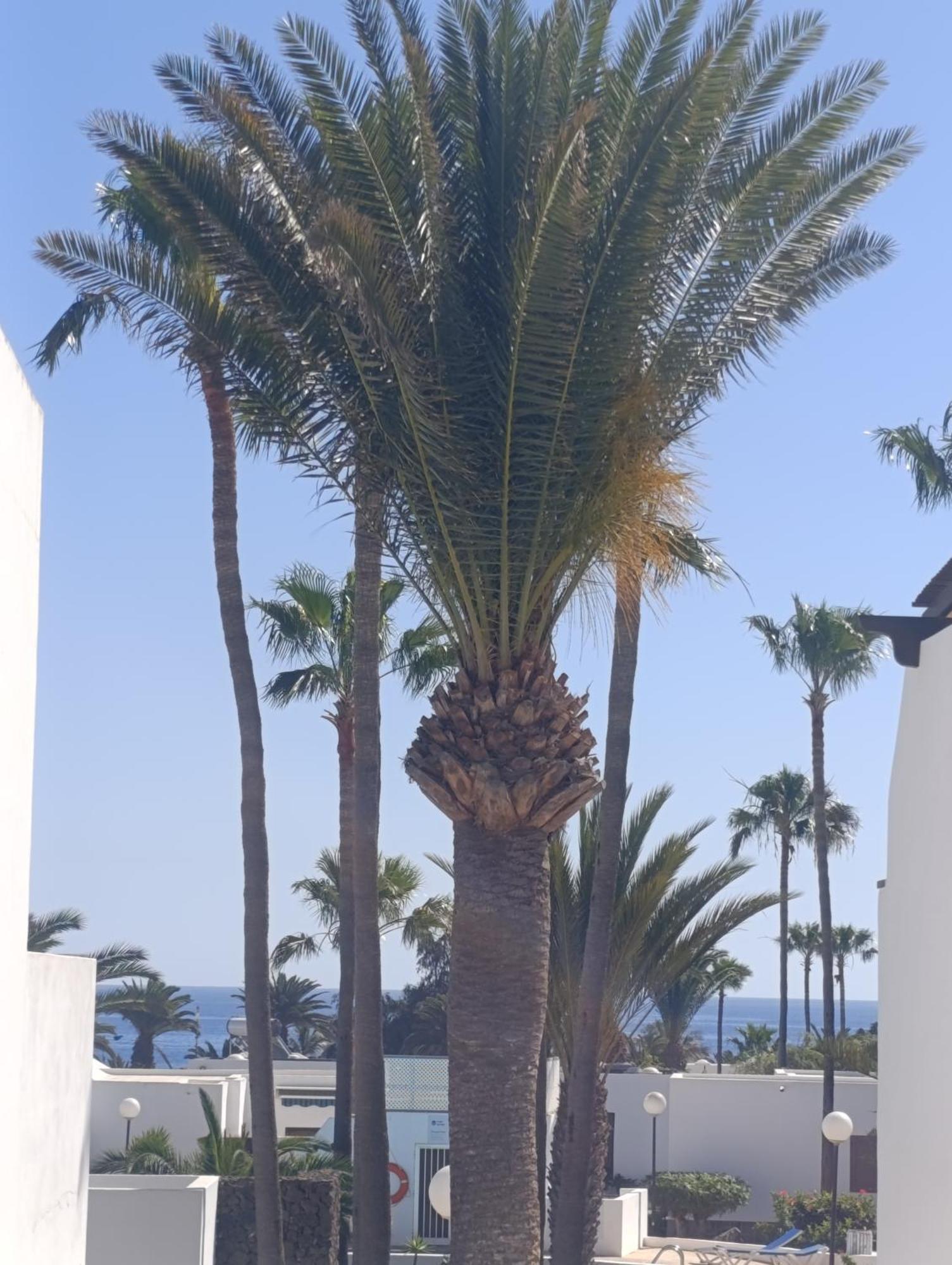 Blue Ocean Apartment Costa Teguise Exterior foto